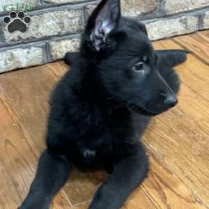 Charlie, German Shepherd Puppy